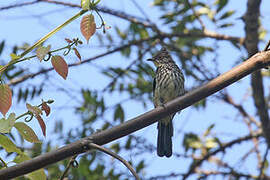 Cream-striped Bulbul