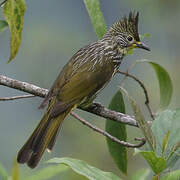 Striated Bulbul