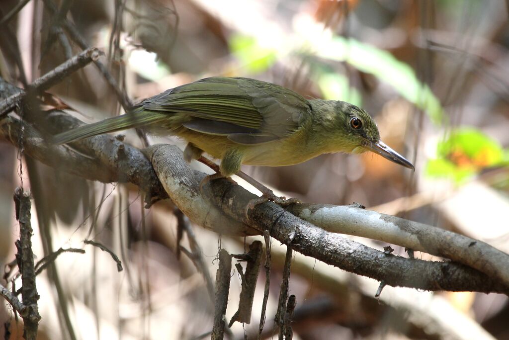 Long-billed Bernieria