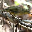 Bulbul tétraka