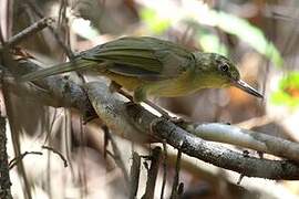 Long-billed Bernieria