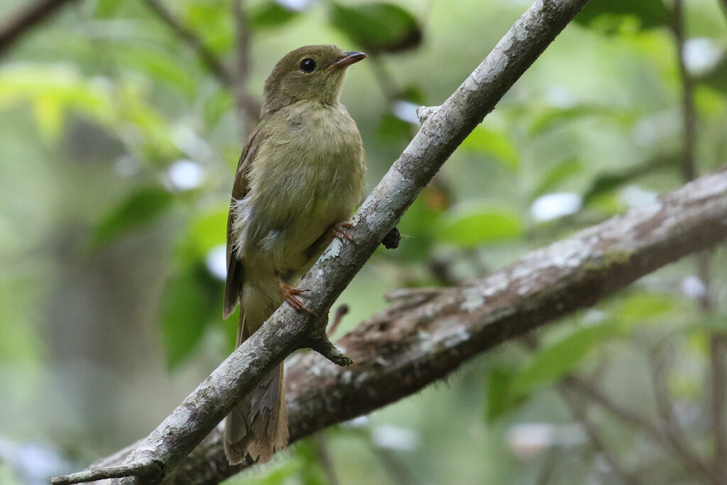 Bulbul verdâtre