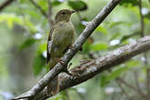 Bulbul verdâtre