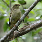 Bulbul verdâtre