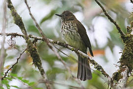 Javan Bulbul