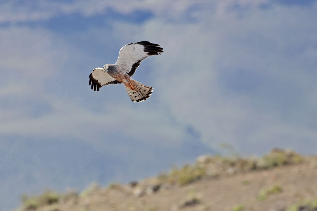 Cinereous Harrier male adult