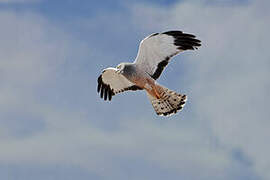 Cinereous Harrier