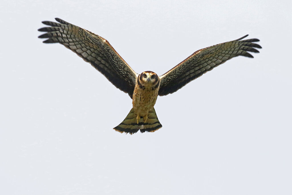 Long-winged Harrierimmature