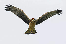 Long-winged Harrier