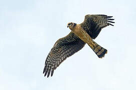 Long-winged Harrier