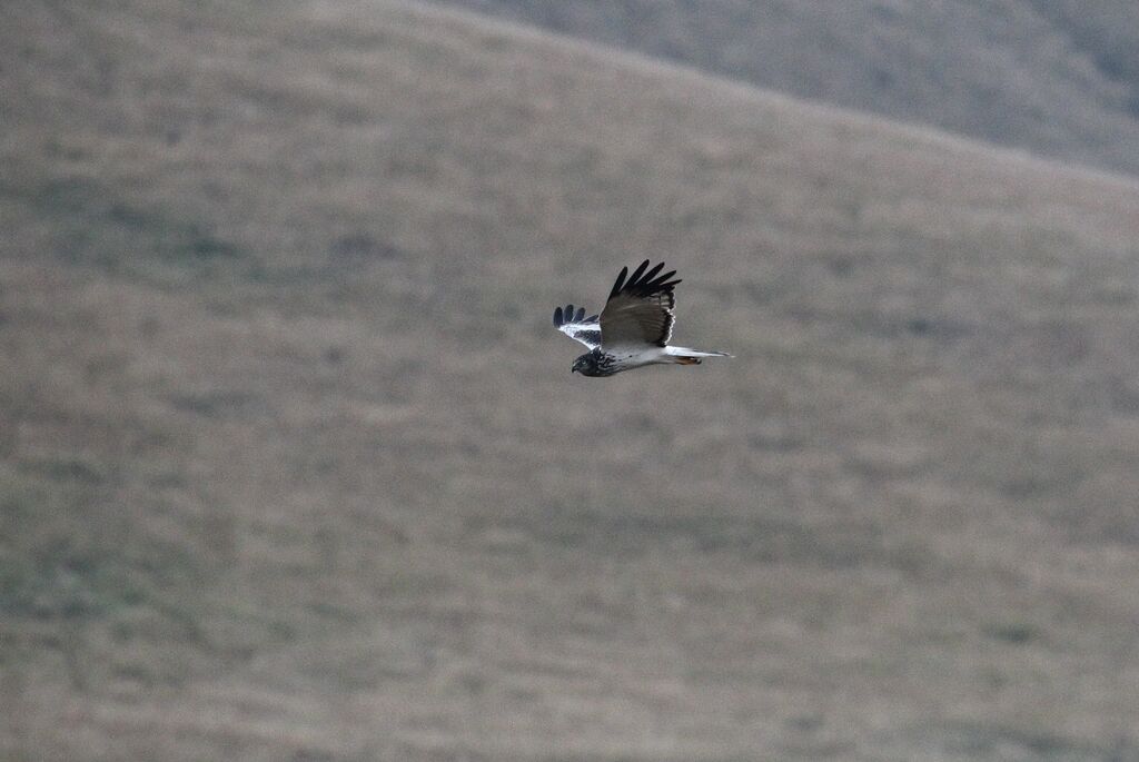 Malagasy Harrier male adult