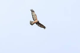 Spotted Harrier