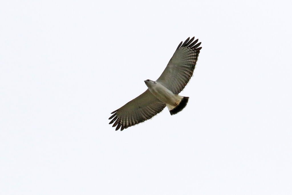 Grey-backed Hawkadult