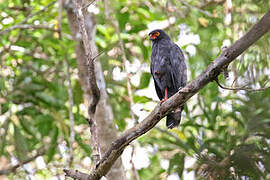 Slate-colored Hawk