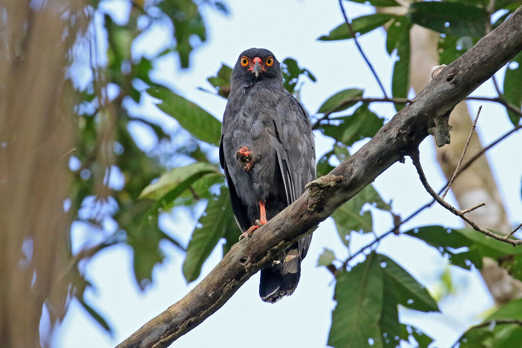 Slate-colored Hawkadult