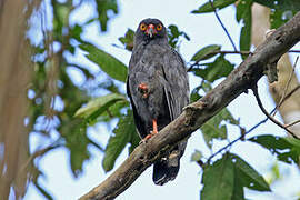 Slate-colored Hawk