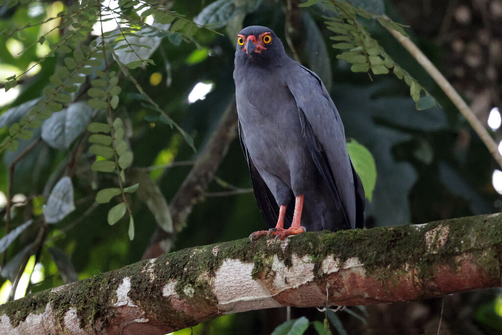 Slate-colored Hawkadult