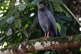 Slate-colored Hawk