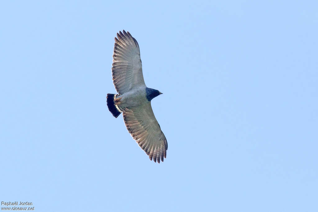 Barred Hawkadult, identification, pigmentation, Flight