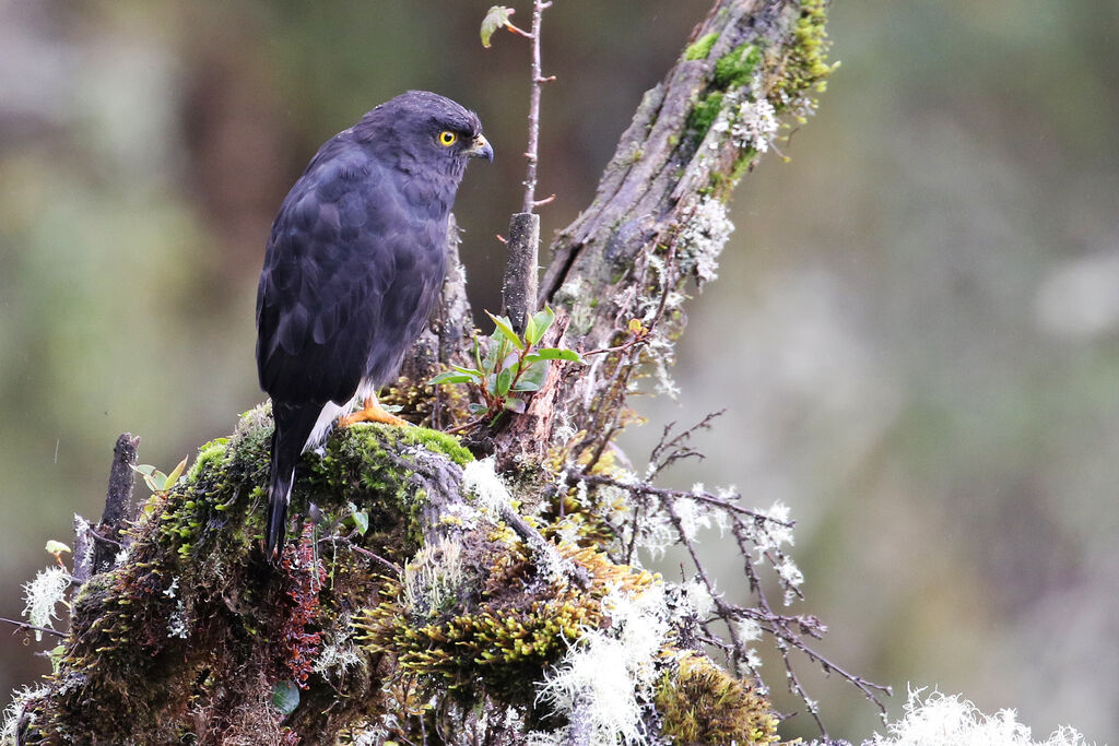 White-rumped Hawkadult