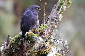 White-rumped Hawk