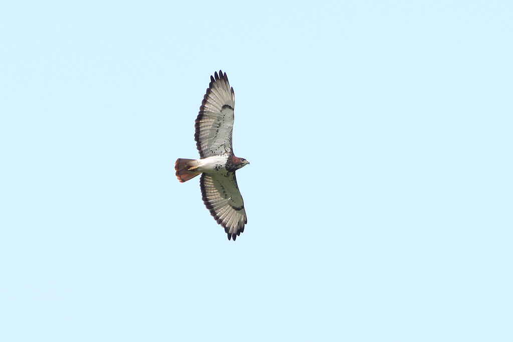 Red-necked Buzzard