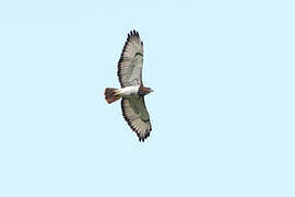 Red-necked Buzzard