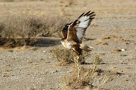 Upland Buzzard