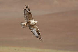 Upland Buzzard