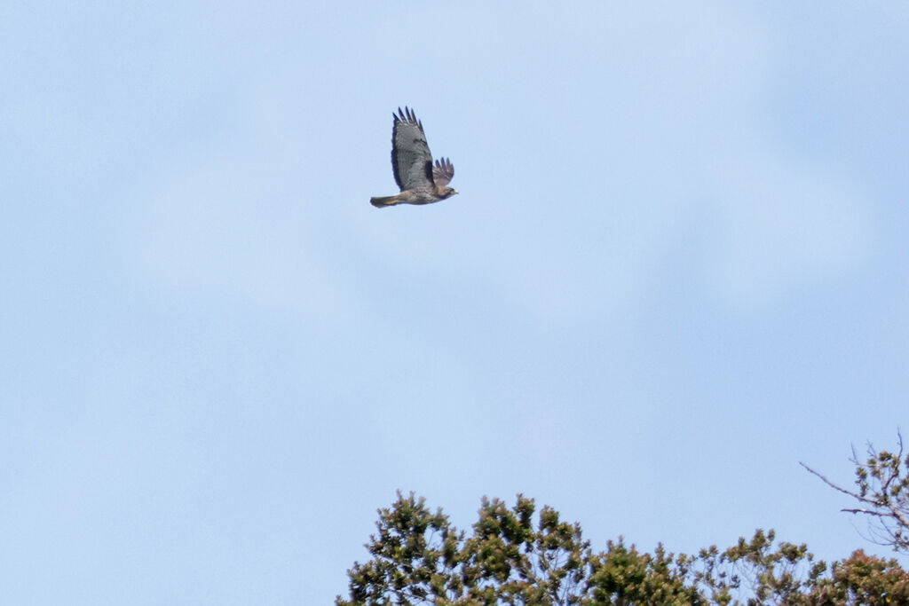 Rufous-tailed Hawk