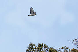 Rufous-tailed Hawk