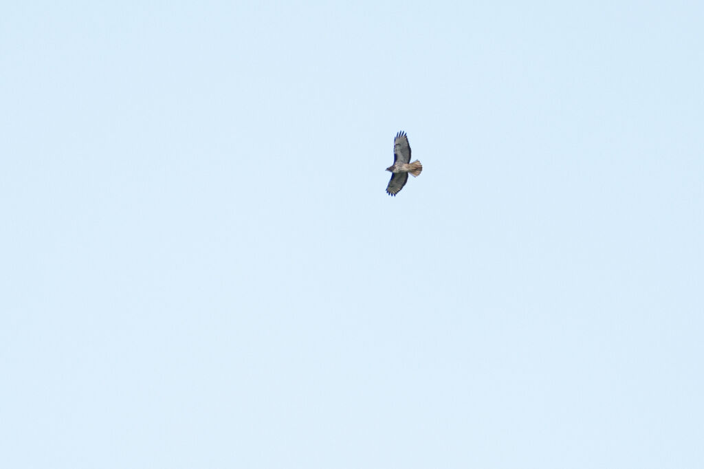 Rufous-tailed Hawk