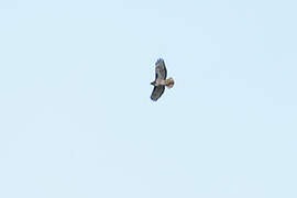 Rufous-tailed Hawk