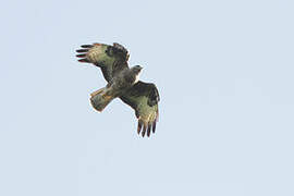 Cape Verde Buzzard