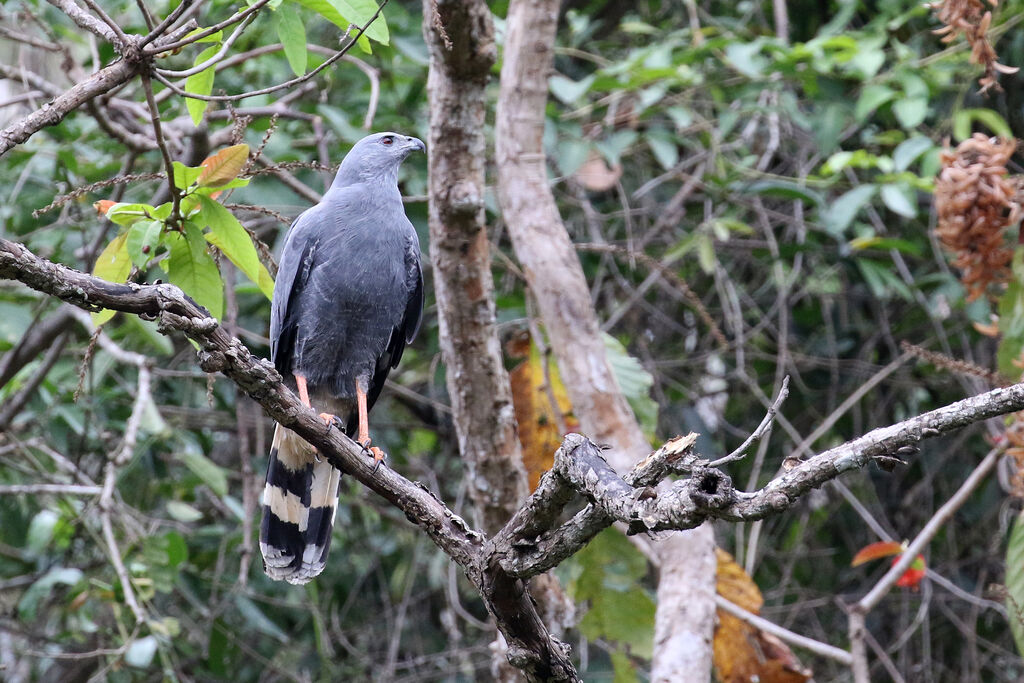 Crane Hawkadult