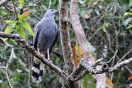 Crane Hawk