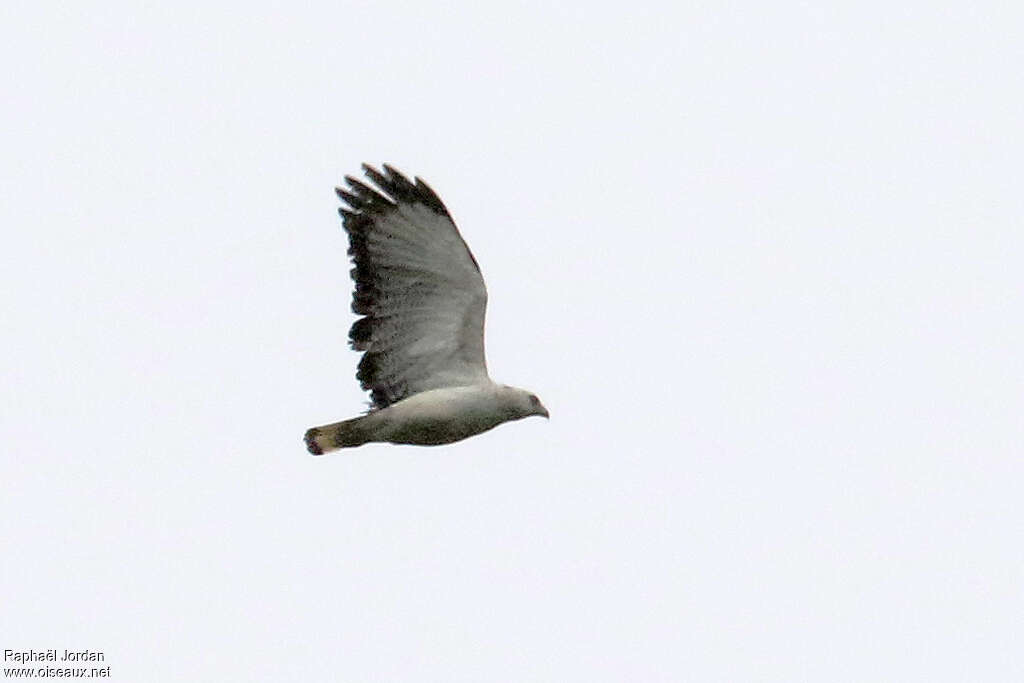 White-necked Hawkadult, identification