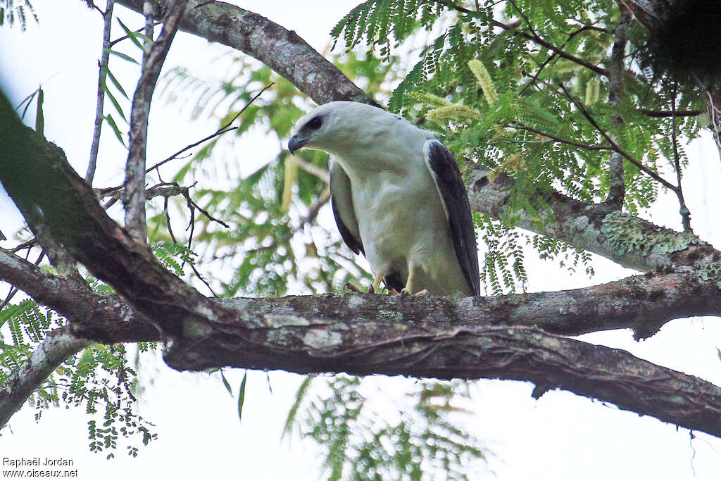 Mantled Hawkadult, identification