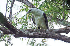 Mantled Hawk