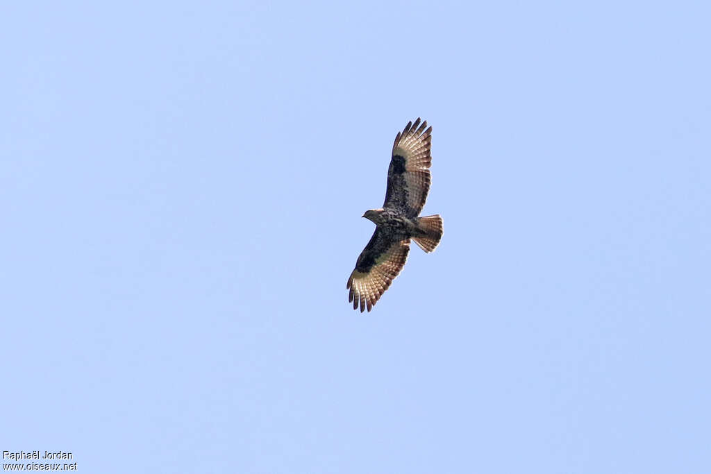 Mountain Buzzard, pigmentation, Flight