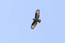 Mountain Buzzard