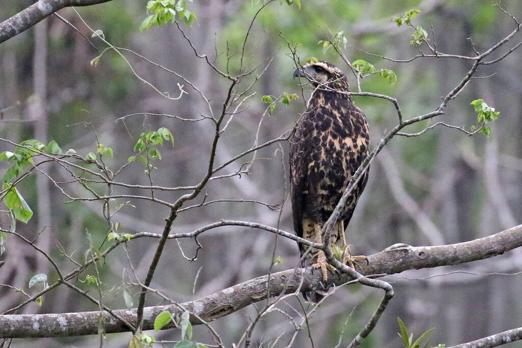 Solitary Eagleimmature