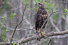 Solitary Eagle