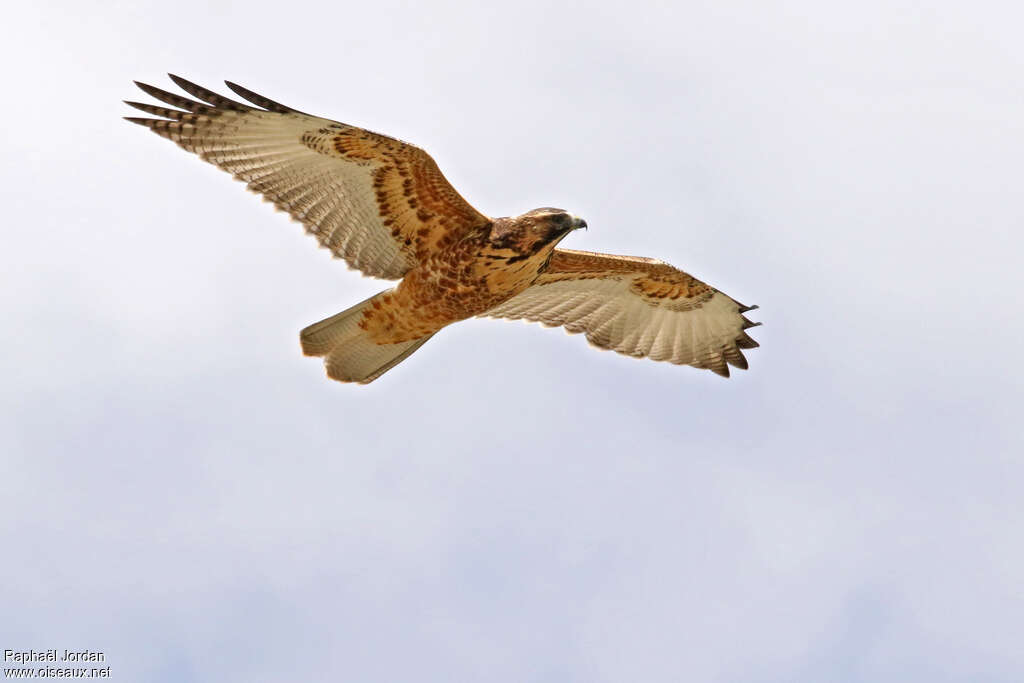 Variable Hawkjuvenile, pigmentation, Flight