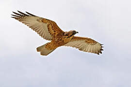 Variable Hawk