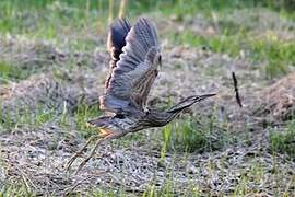 American Bittern