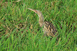 Pinnated Bittern