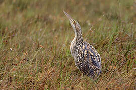 Pinnated Bittern