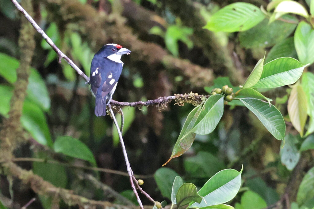 Orange-fronted Barbet male adult