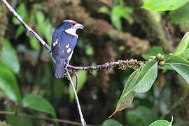 Orange-fronted Barbet